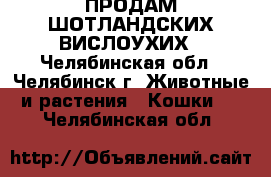 ПРОДАМ ШОТЛАНДСКИХ ВИСЛОУХИХ - Челябинская обл., Челябинск г. Животные и растения » Кошки   . Челябинская обл.